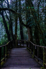 Fototapeta premium Mysterious forest pathway enchanted jungle landscape photography serene environment nature's embrace tranquil viewpoint for exploration