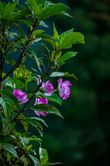 Blooming pink flowers forest setting nature photography lush greenery close-up perspective serenity and beauty in nature