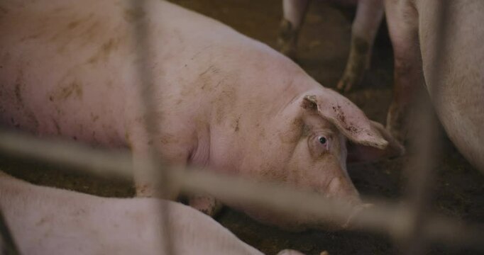 Sounder of Pigs on Rural Farm for Pork Farming