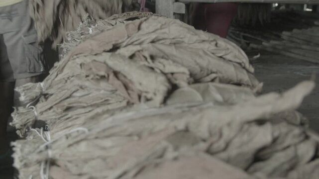 Planta de tabaco seca
