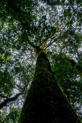 Fototapeta premium Exploring nature's majestic canopy lush forest photography green environment ground-up perspective serenity in wilderness
