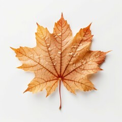 Fototapeta premium Single orange maple leaf on white.