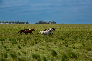 Herd of horses in the coutryside, La Pampa province, Patagonia,  Argentina.