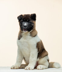 american akita puppy on a uniform background