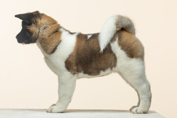 american akita puppy on a uniform background