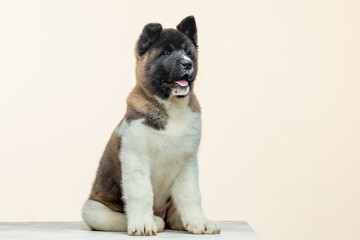 american akita puppy on a uniform background