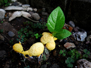 Fuligo septica &ndash; Dog Vomit Slime Mold is a fungus that grows on damp rotting wood