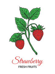 An illustrated branch of a strawberry plant with green leaves and two vibrant red strawberries, accompanied by the text 
