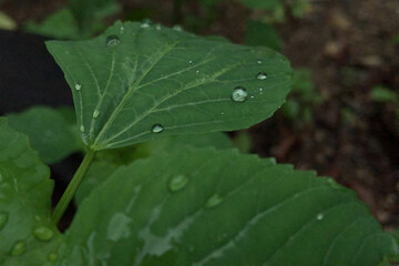 Water Drops On Tropical Green Leaves, With Blurred Background
