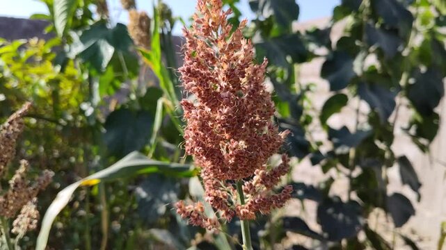 close up of red sorghum durra seeds on a branch