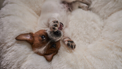 Jack Russell Puppy Playing on White Cushion