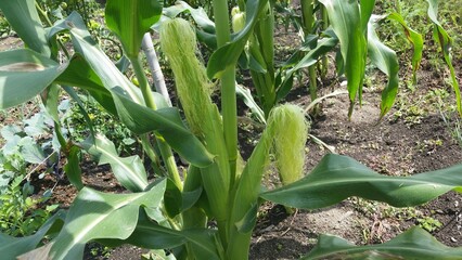 Tradicional: agricultura orgánica 