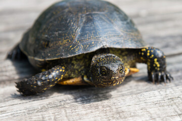  Big water turtle on wooden desk background