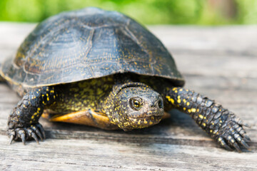  Big turtle on wooden desk with sunny grass on background