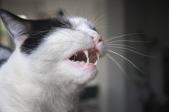 A black and white cat grimacing with its mouth open