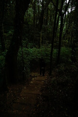 Fototapeta premium Mysterious hike through dense forest enchanted woods nature photography serene environment ground level exploration theme