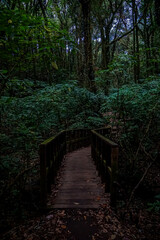 Obraz premium Serene forest pathway lush green jungle nature scene tranquil environment ground level natural beauty exploration