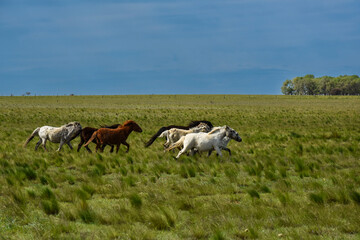 Fototapeta premium Herd of horses in the coutryside, La Pampa province, Patagonia, Argentina.