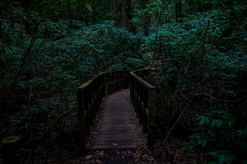 Fototapeta premium Winding wooden bridge through lush green forest nature photography tranquil environment ground-level perspective serenity concept