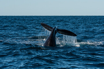 Obraz premium Sohutern right whale tail lobtailing, endangered species, Patagonia,Argentina