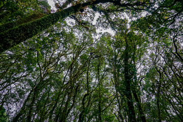 Exploring verdant canopy tree-lined forests nature photography tranquil environment ground-up perspective wilderness beauty