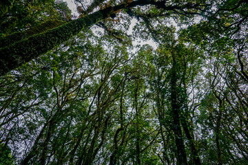 Fototapeta premium Exploring a lush tropical forest canopy nature reserve photography overhead view biodiversity and conservation focus