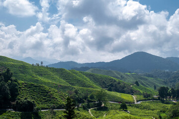 Stunning aerial view of lush tea plantations in Cameron Highlands, Malaysia, showcasing the...