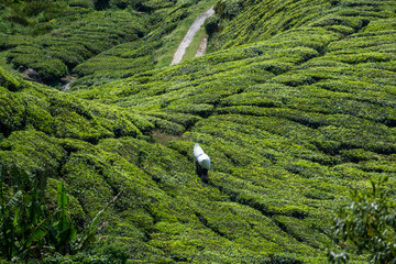 Cameron Highland, Malaysia. Tea worker carrying after plucking leaves in the bag at the plantation...