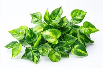 Obraz premium White plants on white surface