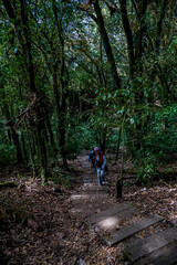 Fototapeta premium Hiking adventure through lush forest trails mountain path travel photography serene environment close-up view nature exploration