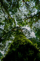 Fototapeta premium Exploring towering trees forest canopy nature photography lush environment ground perspective biodiversity insights