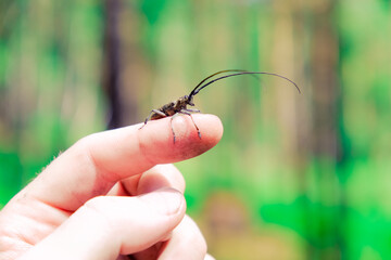 Adult black house beetle. In autumn, it looks for a place to winter and often enters houses. Insect on finger.