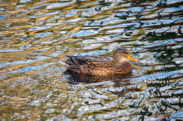Stockente schwimmt im Abendlicht