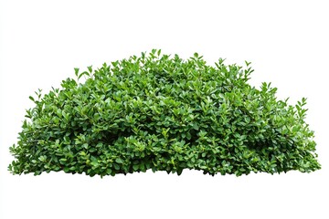 Obraz premium A lush green shrub isolated on a white background showcasing its dense foliage and vibrant leaves, perfect for botanical studies or design projects