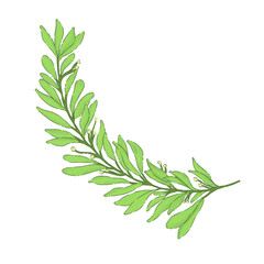 branch of rosemary isolated on white