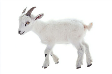 White baby goat walking on a plain background