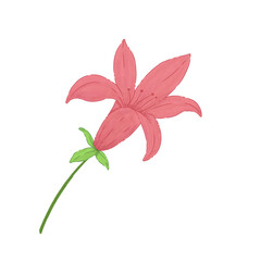pink flower isolated on white background