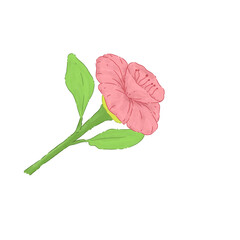 red rose isolated on white