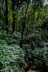 Exploring dense forest trails national park nature photography lush environment ground level adventure and serenity