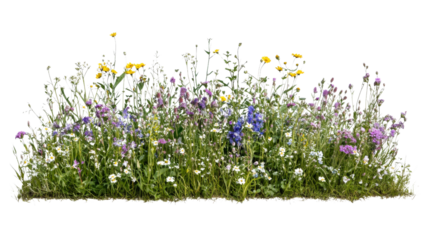 Flower meadow in spring transparent background