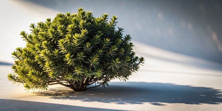 Captivating Low Light Photography of a Scandent Shrub in Isolation on a White Background, Showcasing Its Unique Growth Pattern and Textural Details in Dramatic Lighting