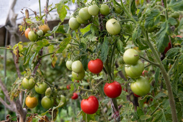 Ripening Red and Green Tomatoes on the Vine in an Organic Garden