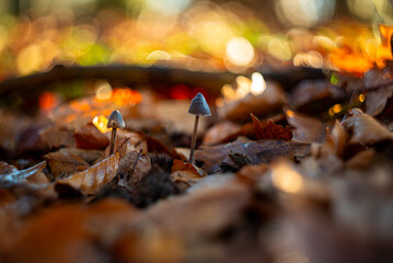 Grzyby jesienne. Helios 44. Stary obiektyw
