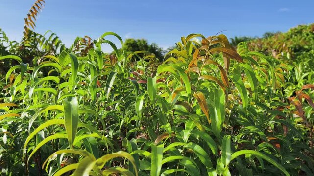 Kelakai plants (Stenochlaena Palustris) grow wild and abundantly in the tropical nature of Kalimantan
