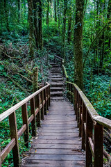 Fototapeta premium Exploring nature trails scenic wooden pathway in lush green forest adventure photography serene environment captivating perspective