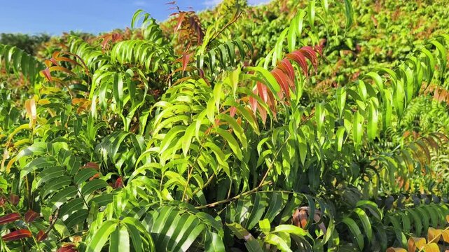 Kelakai plants (Stenochlaena Palustris) grow wild and abundantly in the tropical nature of Kalimantan