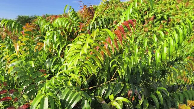 Kelakai plants (Stenochlaena Palustris) grow wild and abundantly in the tropical nature of Kalimantan