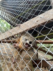 Baby Monkey in cage