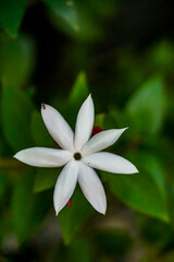 Fototapeta premium Delicate white flower blooming in a lush green garden nature photography close-up shot serenity and beauty