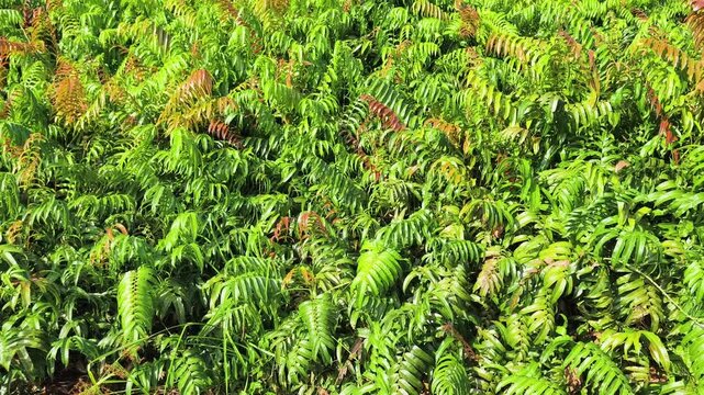 Kelakai plants (Stenochlaena Palustris) grow wild and abundantly in the tropical nature of Kalimantan